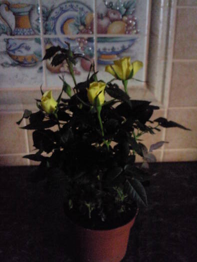 Trandafir; Martie 09
