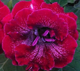 gloxinia