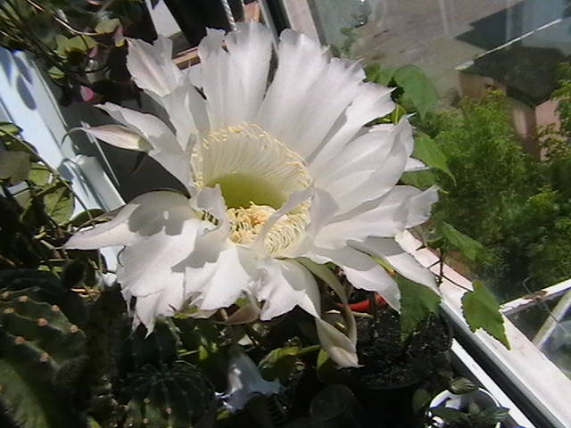 19.07 - cactusi-suculente