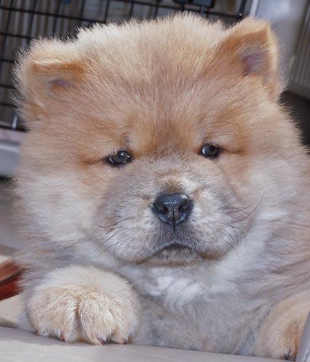 puiutz chow chow 7