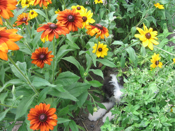 happy 2 luni ,in gradina casei - Happy-bearded collie-catelusa noastra minunata