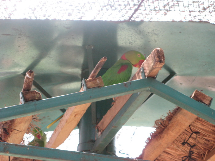 Mare Alex - 2_1 - Kuala Lumpur Bird Park