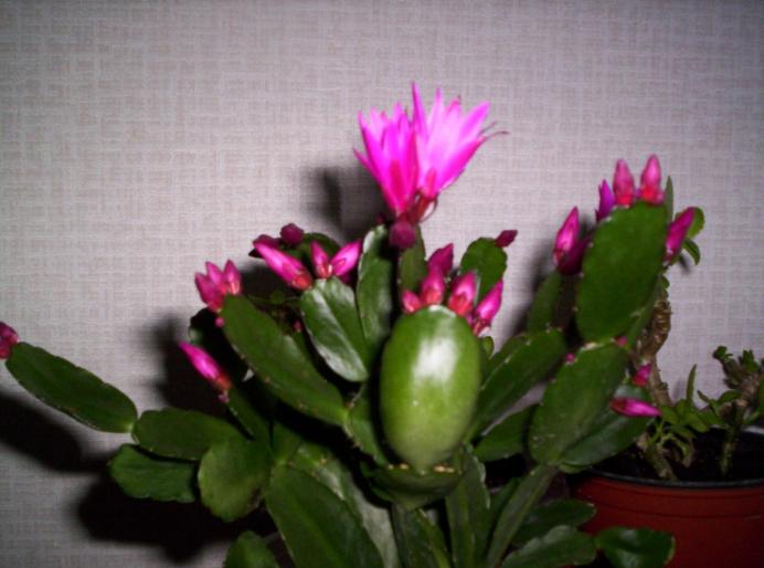 Rhipsalidopsis ticlam 16 mart 2008 (1) - schlumbergera si rhipsi