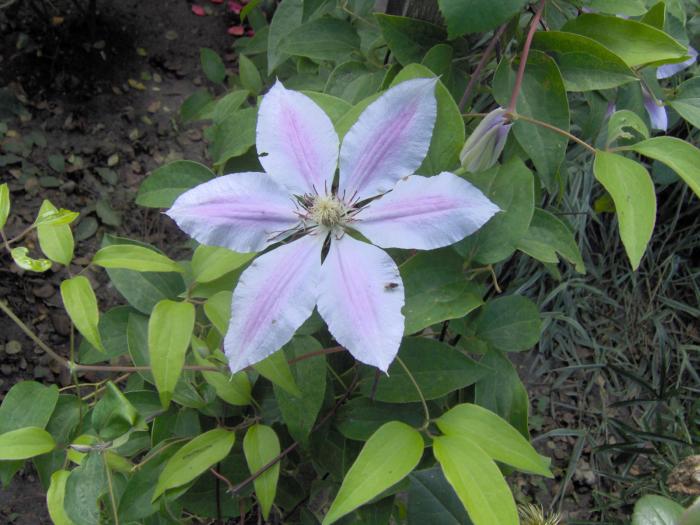 clematita