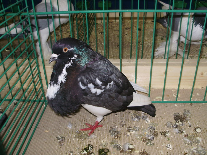 9022 nk 1 - 1507 partea 3b