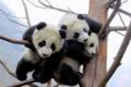 65747n - ursuleti panda