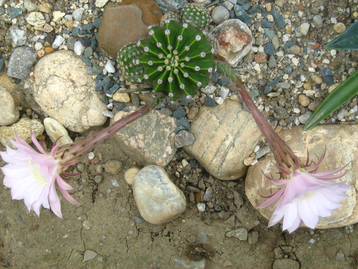 IMG_1188 - Cactusi la mosie14 sept 2009