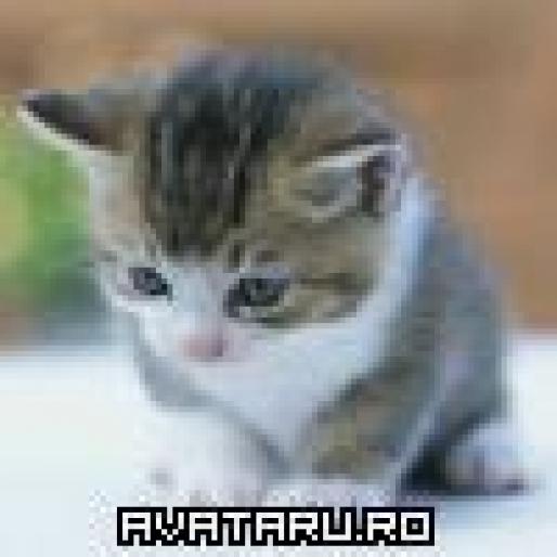little_cat - avatare