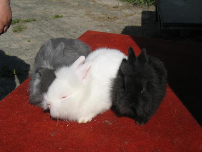 cap de leu; negru,alb,gri.
