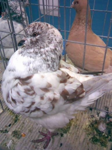 mod 5 - 1503 partea 2