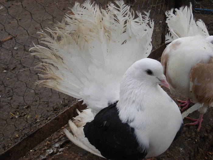 117 - D Porumbei Voltati Vechi