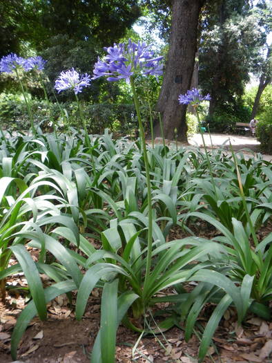 Agaphantus - flori si plante ornamentale