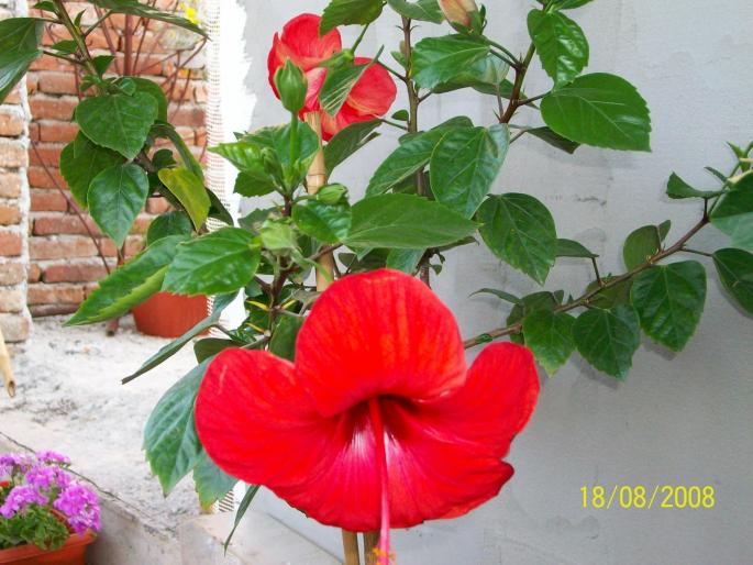 100_0008; hibi pomisor rosu
