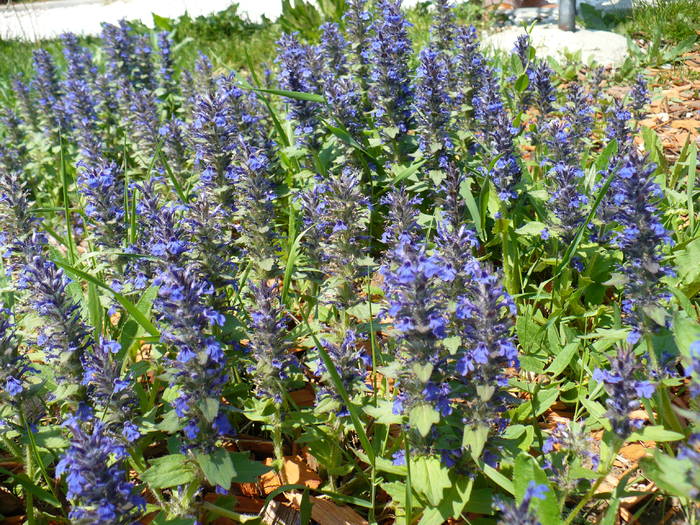 P1110864 - Herastrau 2009 mai 10
