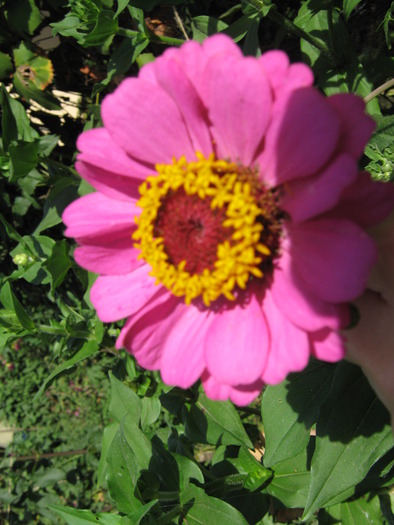 carciumareasa / zinnia elegans - flori din gradina 2009