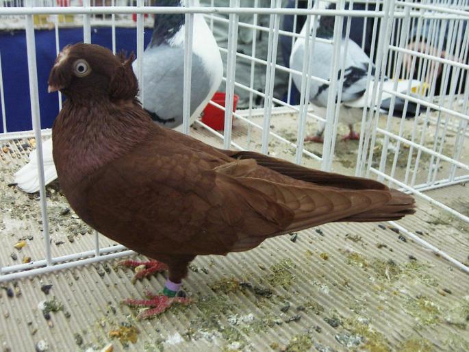 bma red 7 - 1502 partea 1