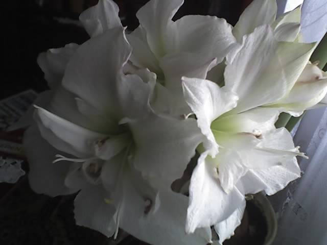 18-03-09_1305; Hipeastrum White Nimph
