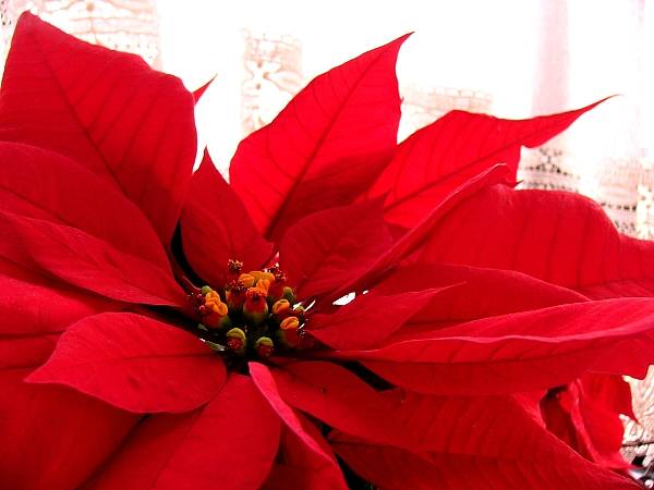 poinsettia_D2