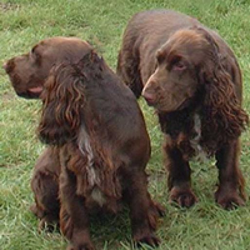 FIELD SPANIEL - RASE CAINI