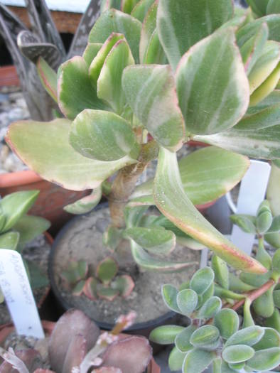 Crassula ovata fma. variegata - SUCULENTE 2009