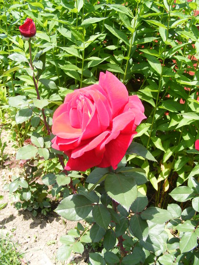 DSCF0615 - Trandafirii mei
