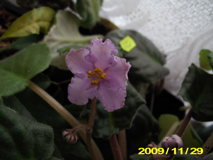 IMG_0072 - flori