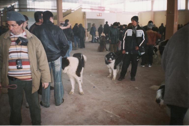 expo-bucuresti-2005 - CAINI-DRESAJ-SOCIALIZARE