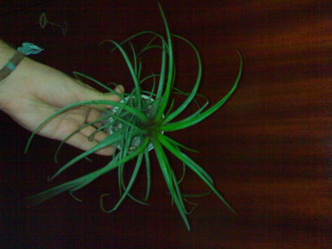 Tepoasa :) - Tillandsia cyanaea 2008