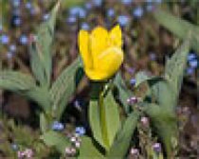 IGQDJEWSDVIGZQLCMQP - flori