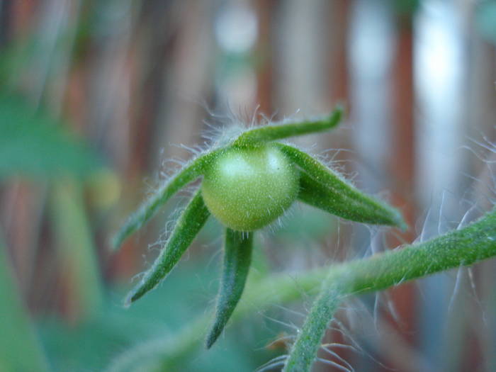 Tomato Gardeners Delight (2009, Jun.05)