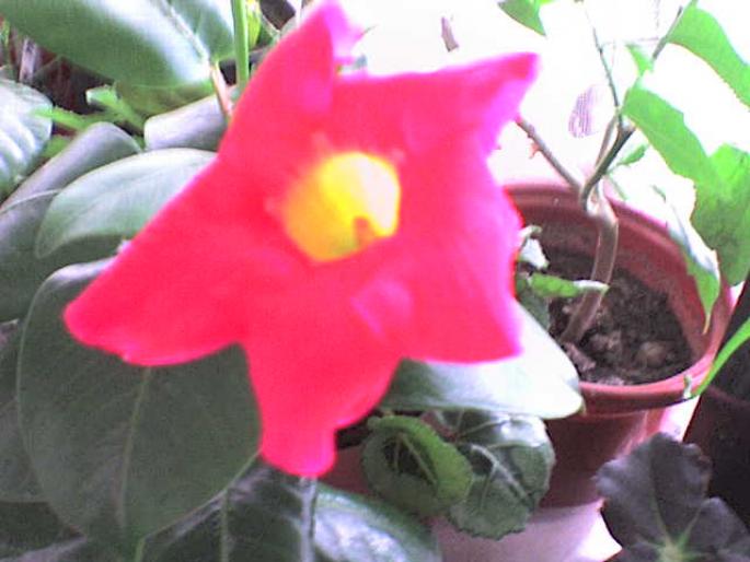 DSC00129 - plante 2008