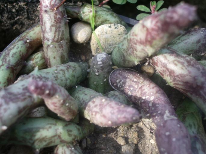 Stultitia hardy - Asclepiadaceae