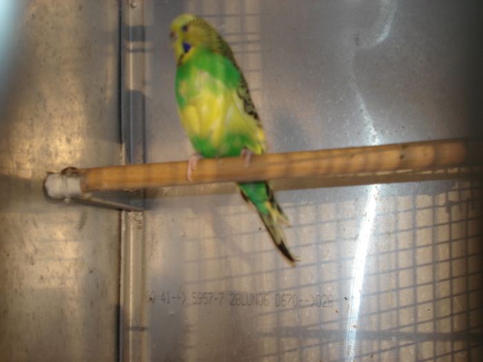 femela baltat verde-galben 1 an