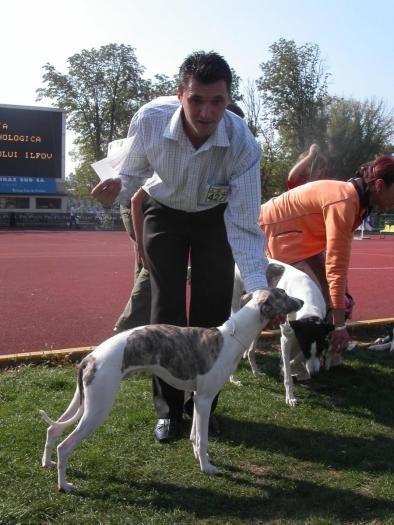 Alizee Wind deCasa Braty - WHIPPET de CASA BRATY