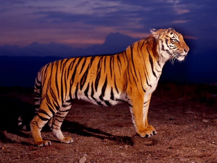 Bengal Tiger; Cele mai frumoase animale.
