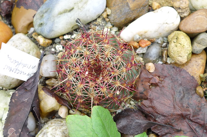 Echinocereus viridiflorus , 10 ianuarie 2010 - Plante hardy