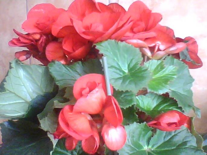 BEGONIE ROSIE; begonia rosie
