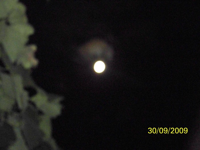 100_2329 - Toamna in curte  Timisoara