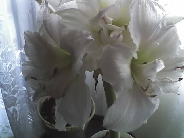 18-03-09_1304 - Flowers