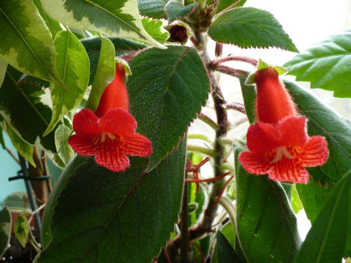 Kohleria Kerstin - Kohlerii
