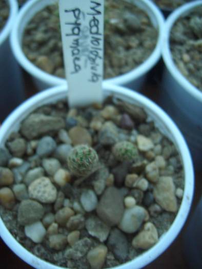 Mediolobivia pygmaea - cactusi si  suculente 09