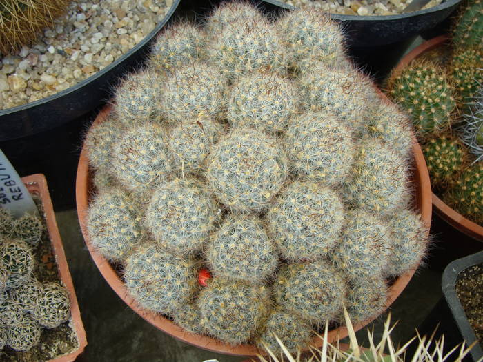 Mammillaria prolifera 1