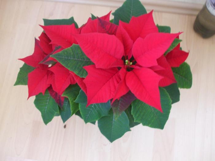 DSCF3259 - poinsetia