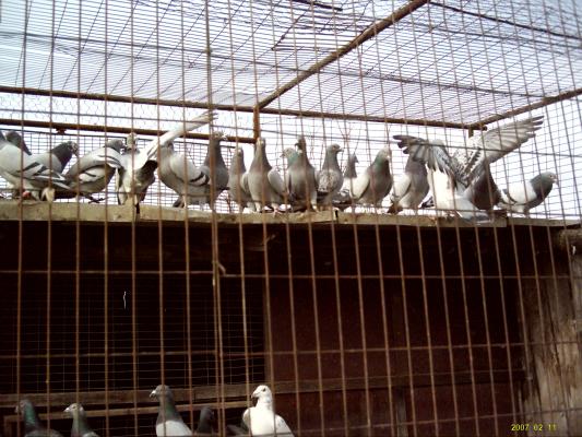 DSCI0106 - Porumbei de zbor
