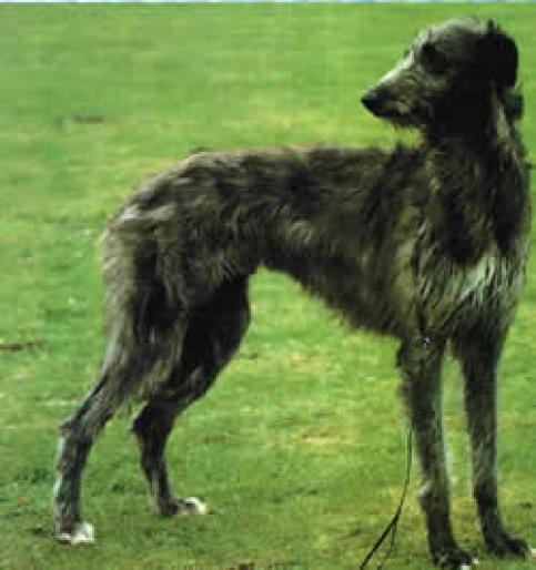 DEERHOUND - RASE CAINI