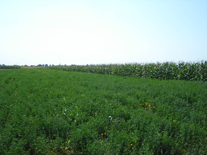 LANUL DE TRIFOI