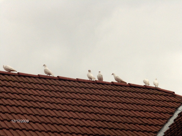 HPIM3889 - porumbeii