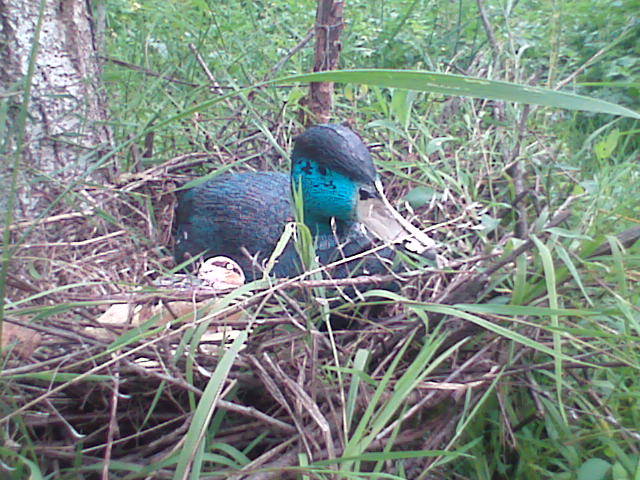 draganeasa09 094 - vacanta draganeasa 2009