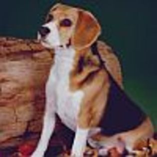 Beagle_Puppy_Avatare_Caini_Avatar_Animale - XX-CE II LIPSESTE PAGINI MELE-XX