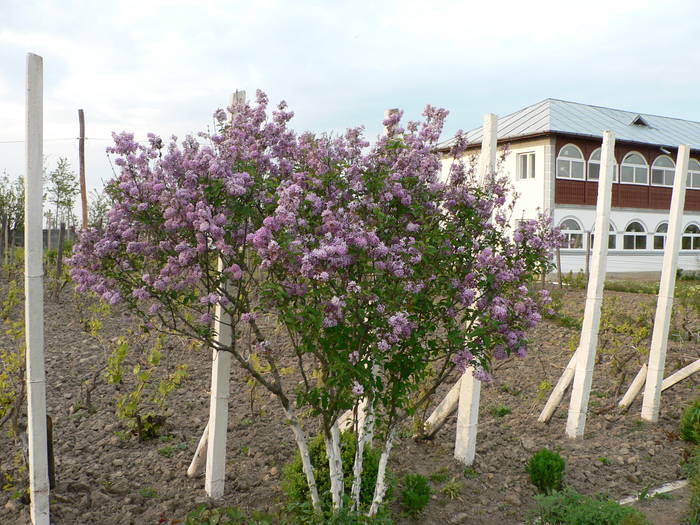 P1040948